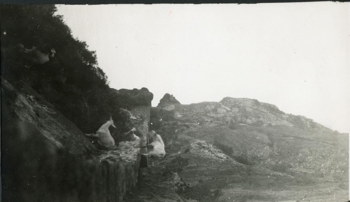 Algerie. Apekatter paa veien nær Bougie