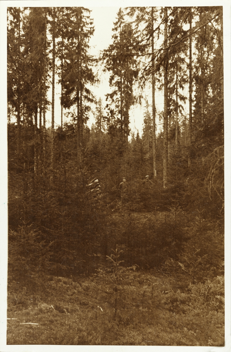 Skogforyngelse i Bogstad-skogen ved Stubberud. Hugget om høsten.