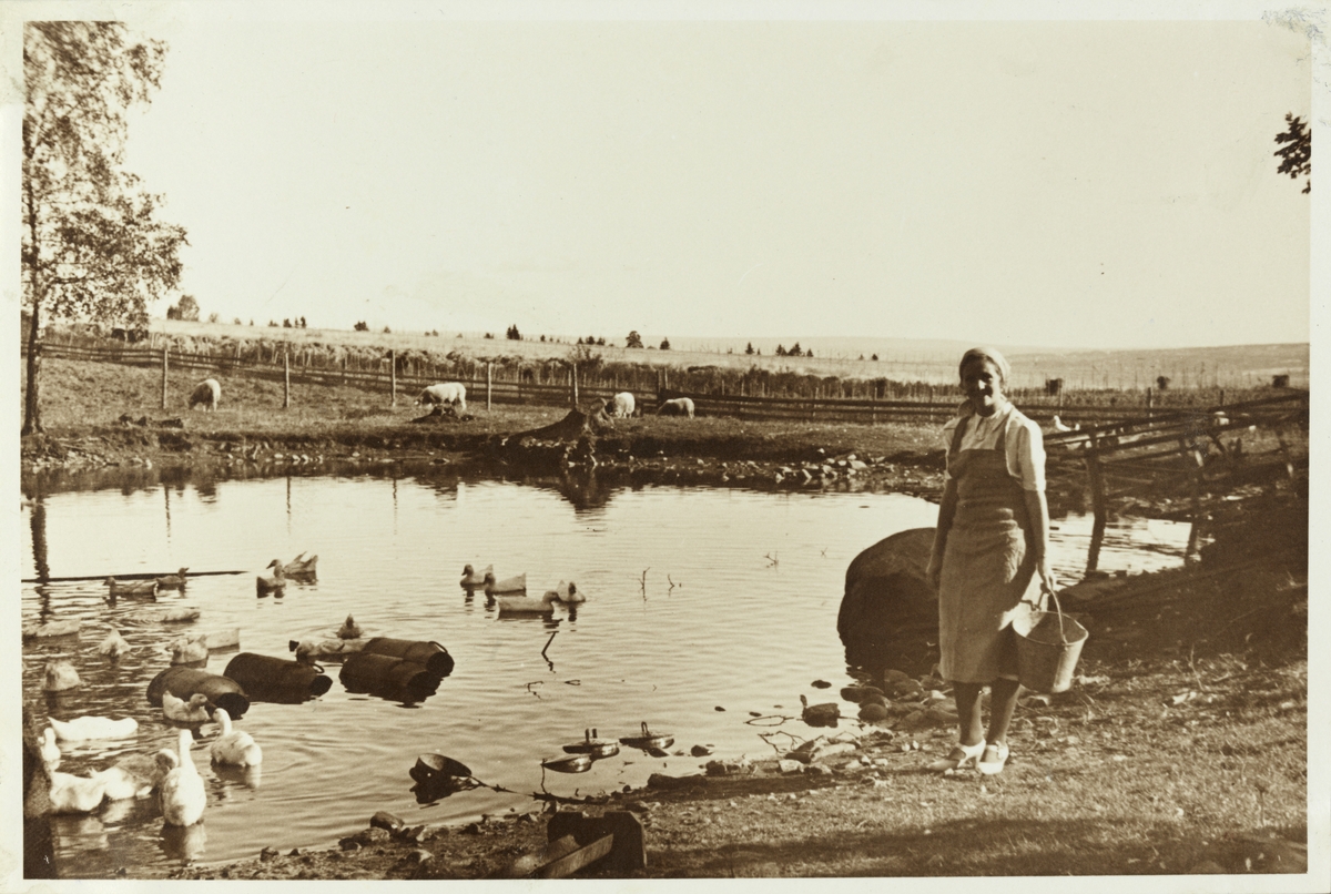 Fru Sisken Hoel ved andedam på Hovindsholm, Helgøya, Hedmark. Antagelig fotografert 1942.