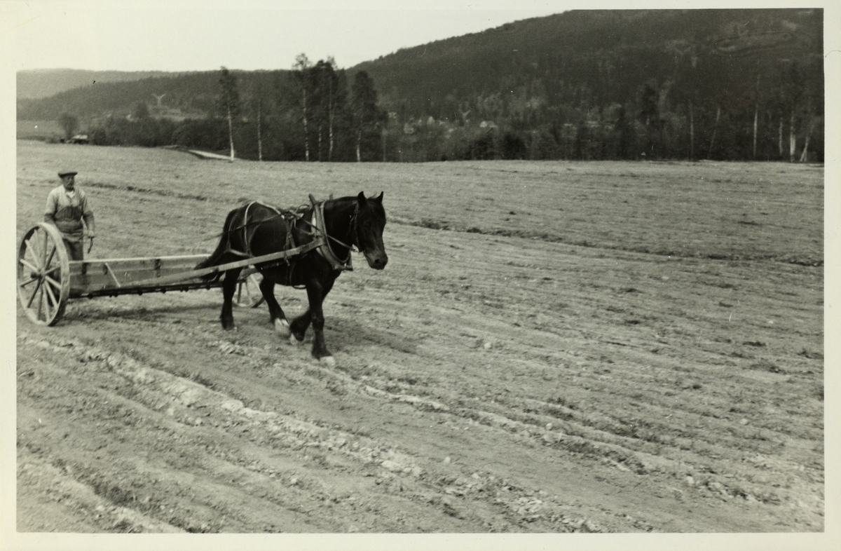 Rudolf (Persson?) strør kunstgjødsel med hest på Søndre Bråtens jorder i Sørkedalen, Oslo. Fotografert 1952.