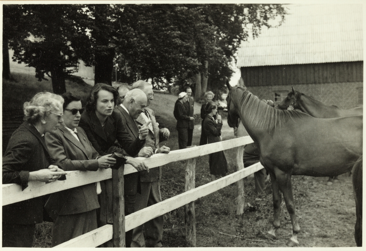 En gruppe menn og kvinner på besøk i stutteriet til Gøsta Dalman (Vasaholm stuteri i Skåne?) i Sverige. Fra venstre Karen Clausen, Bess Jahre, hestetreneren, Gøsta Dalman(?) og Westye Egeberg. Fotografert 1953.