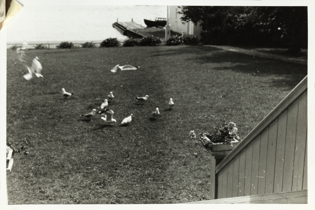 Måkene mates på plenen foran landstedet Dannevigen i Homborsund. Fotografert 1954.