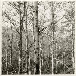 Fra serien Dalaåsen 1 - 8 [Fotografi]