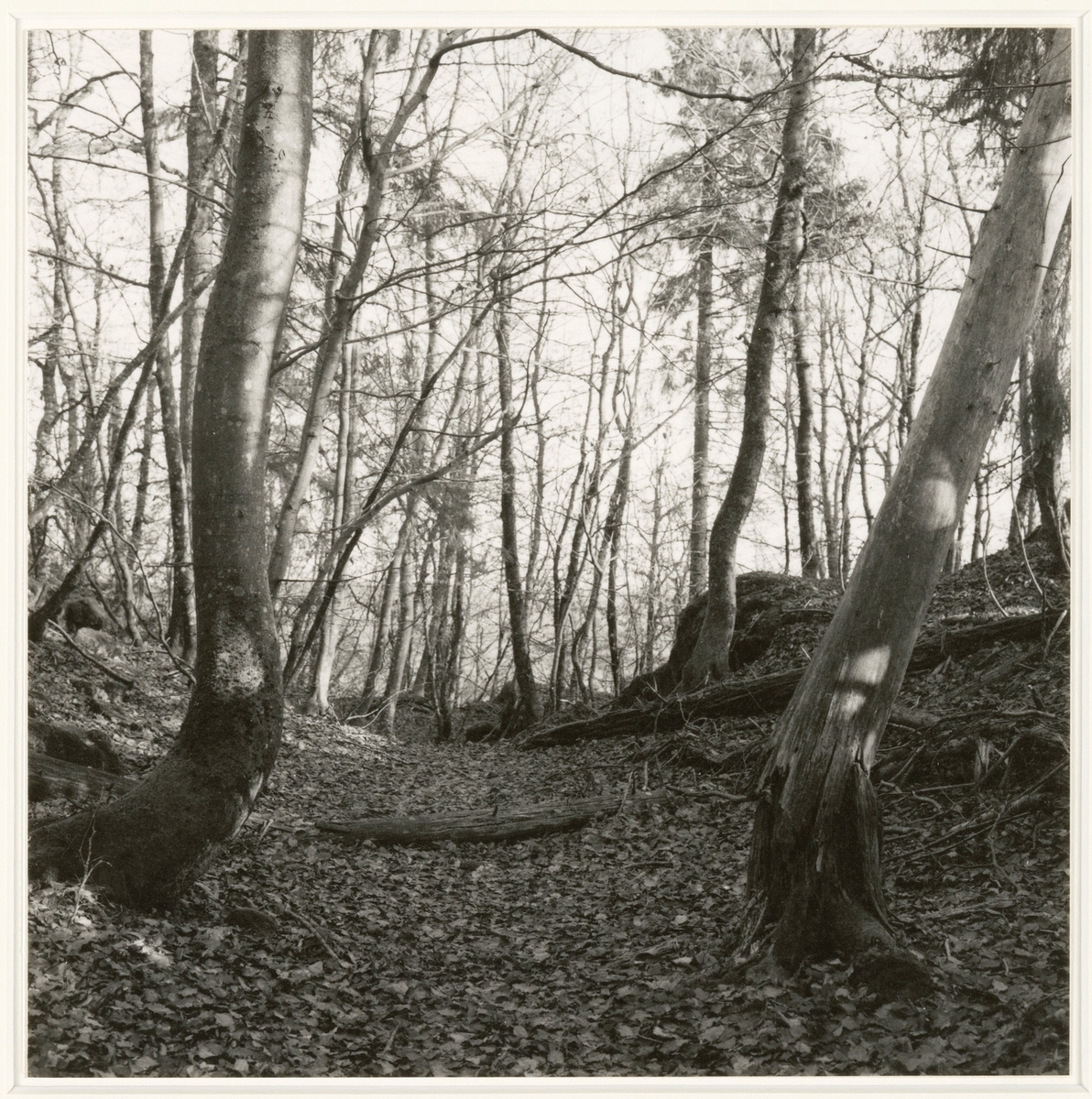 Dalaåsen 3 [Fotografi]