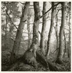 Fra serien Dalaåsen 1 - 8 [Fotografi]