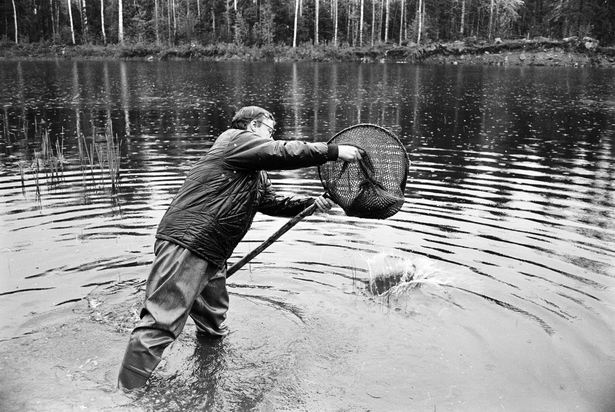 Regnbåge och öring utsatta i Marionsjön, Söderfors socken, Uppland, juni 1972