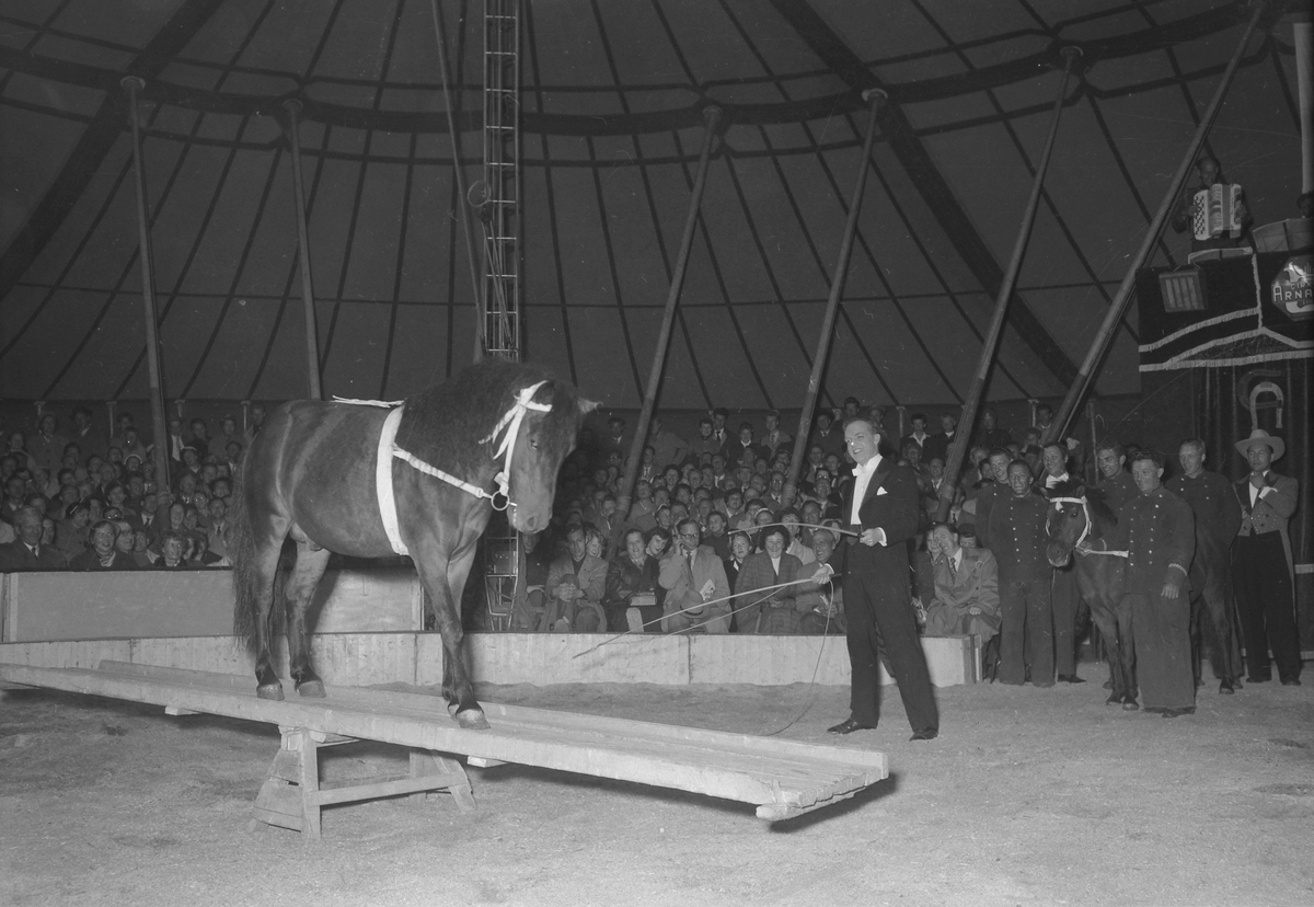 Midnattsshow hos Circus Arnardo