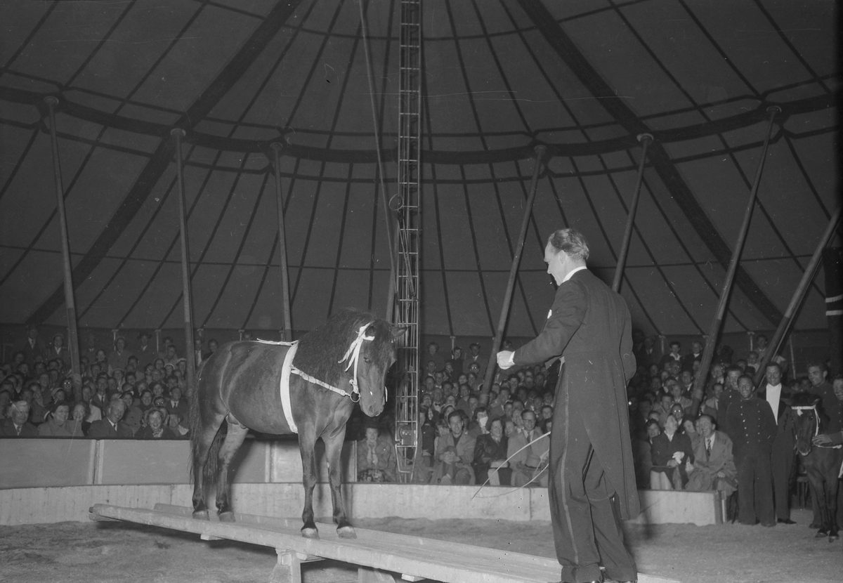 Midnattsshow hos Circus Arnardo
