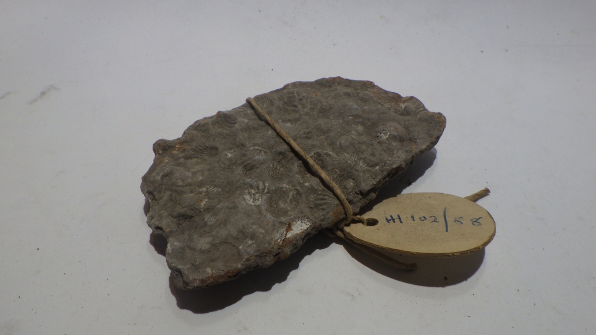 Fossil