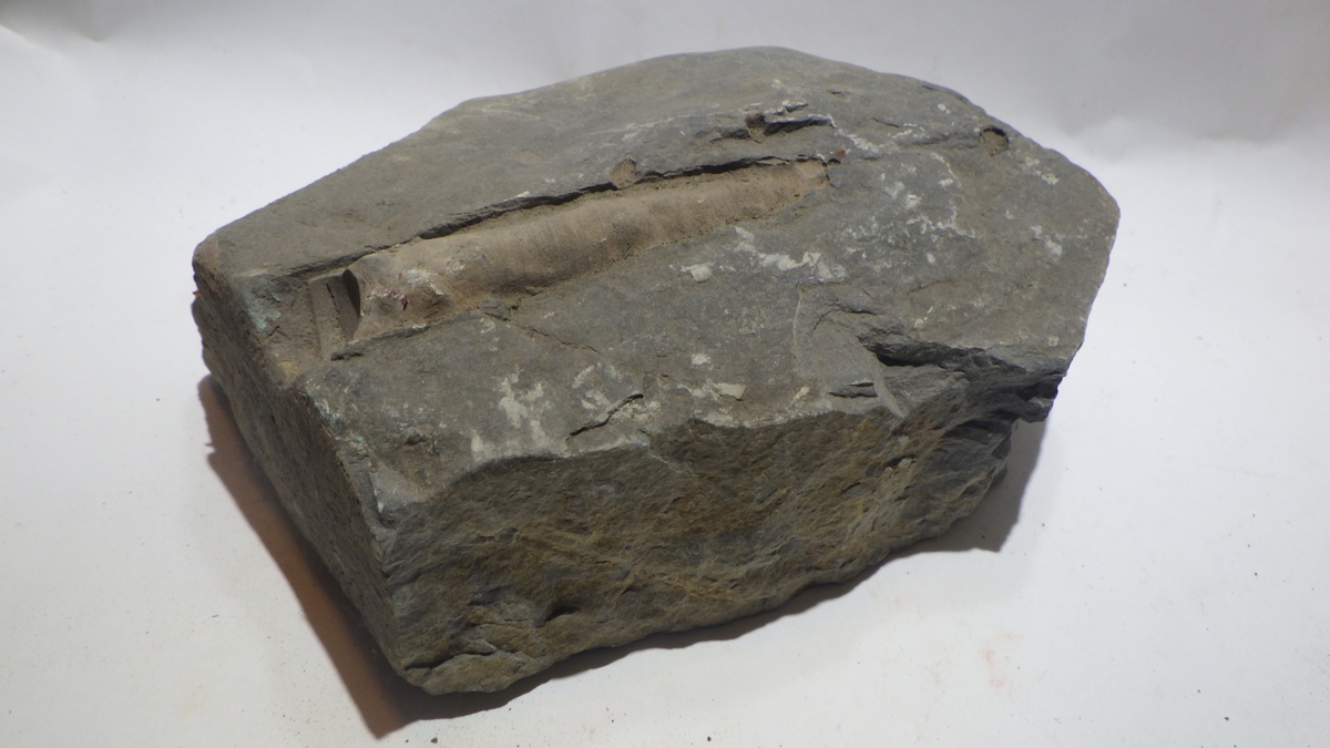 Fossil