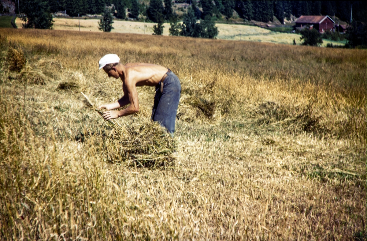 Lodviken, Helgøya. Slåttonn. Arne Syversen binder kornsnes,  Tekst på dias. "Bundles og oats"
