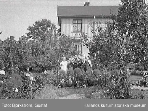 Birger och Adolfina Svensson i trädgården en solig dag. Tomten låg i hörnet Träslövsvägen 5-Bryggaregatan, kv Vindragaren 15. Paret står vid en manshög storblommig buske bakom en rabatt dit en sandad gång leder, flankerad av rosor och andra bomster. Päron och äpplen dignar från grenarna.