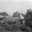 Blixten antände Latorps herrgård. 
13 juli 1959.