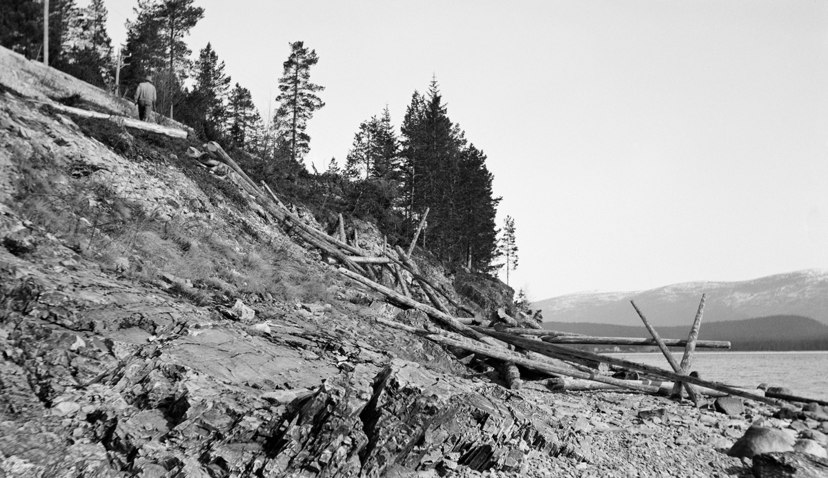 Tømmervelte på vestsida av Storsjøen i Rendalen, like sør for skysstasjonen Åsheim.  Fotografiet er tatt fra ei steinete strand mot en bratt skråning der det stikker fram en del fast fjell fra grusdekket.  Helt øverst til venstre i bildet skimtes bygdevegen mellom Rendalen og Koppang i Stor-Elvdal.  Like nedenfor vegtraseen går en mann med hatt og bussrull - antakelig en tømmerfløter.  Mannen besiktiger det barkete tømmere som ligger hulter til bulter mellom vegen og sjøkanten.  Dette er åpenbart virke som er veltet av tømmersledene på vegen vinterstid, og som har fått rulle fritt nedover den bratte skråningen. At stokkene ligger hulter til bulter på denne måten må ha gjort utislag av virket til en arbeidskrevende prosess for fløterne.  Tømmeret skal ha tilhørt Fredrikstad-firmaet And. H. Kiær & Co. 