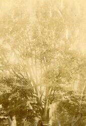 Natti Hartwig og Henriette Olava "Jette" Homann under et sto