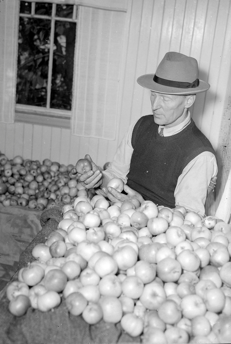 Lerkendal hagekoloni, innhøsting