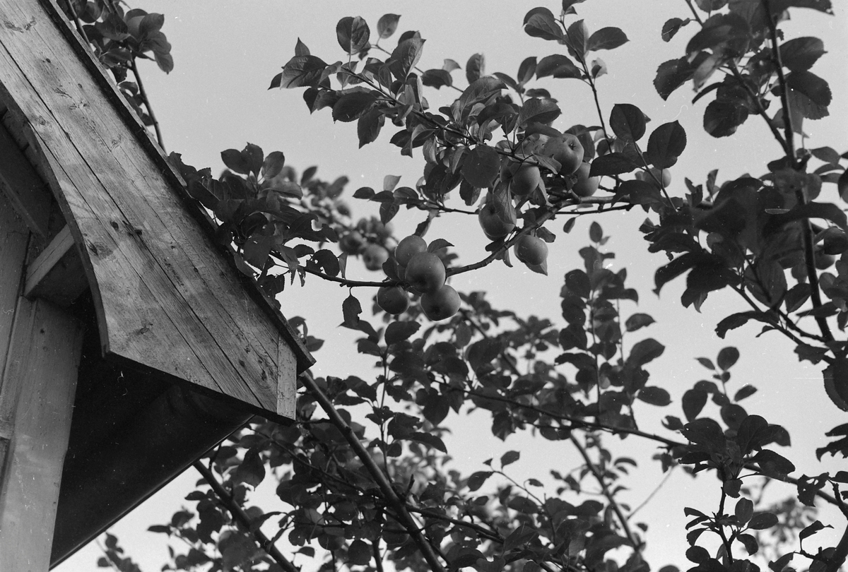 Lerkendal hagekoloni, innhøsting