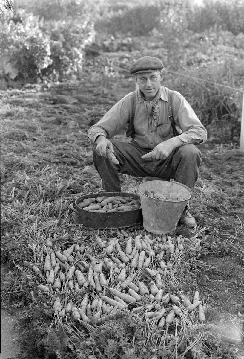 Lerkendal hagekoloni, innhøsting