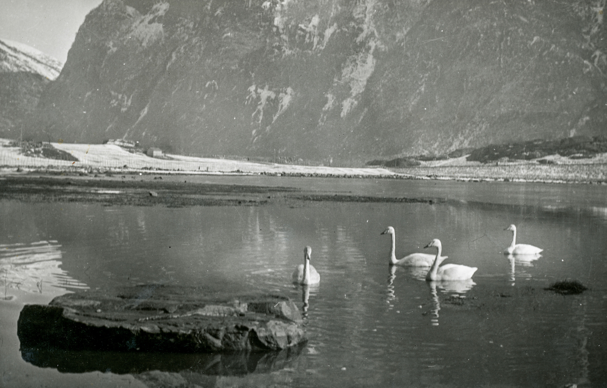 Sangsvaner innst i Eitrheimsvågen på byrjinga av 1900-talet. 