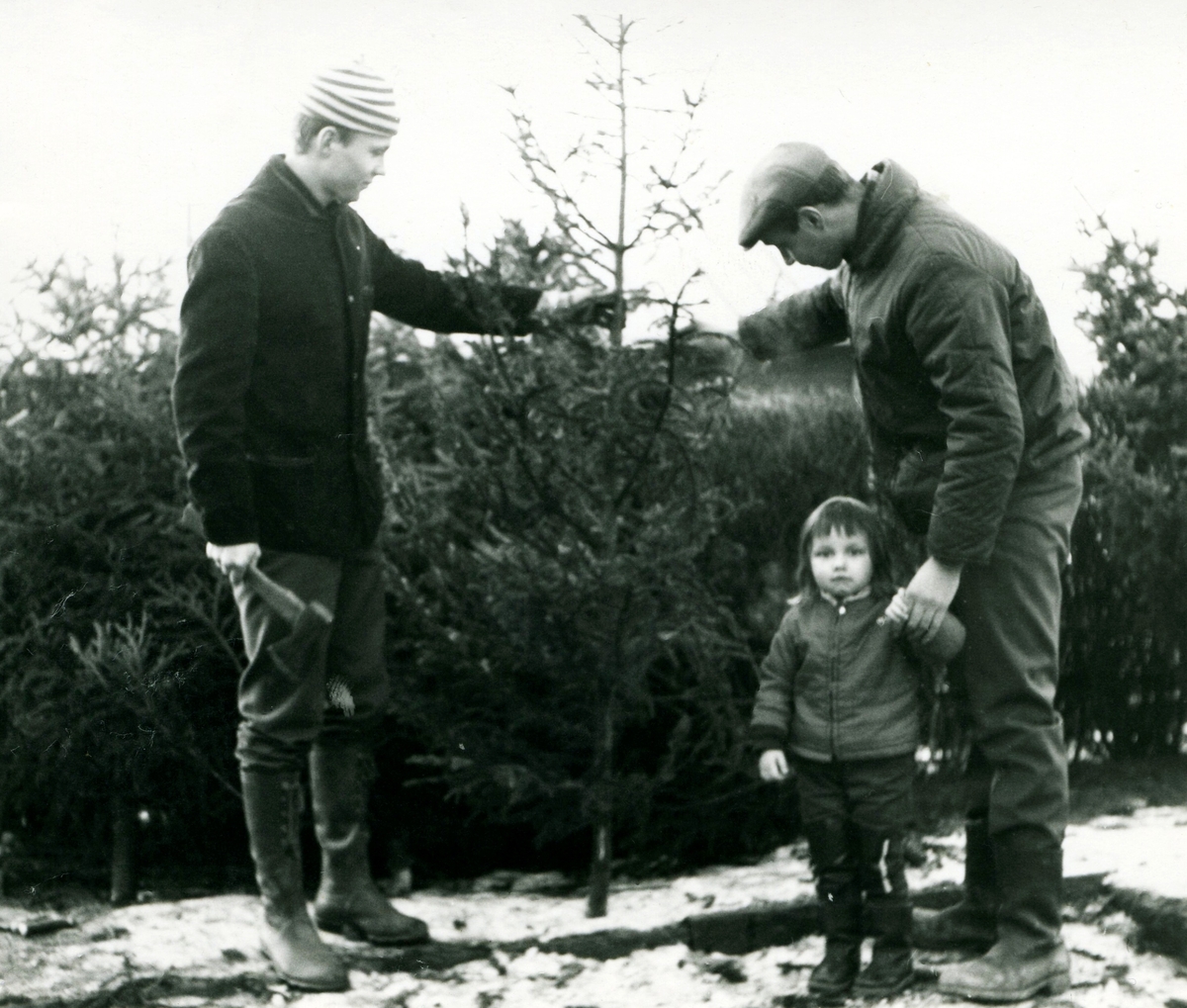 Julgransförsäljning utanför Kållereds Missionsförsamling 1960-tal.
Till vänster står Erland Svensson och ett barn som inspekterar julgranar inför köp.