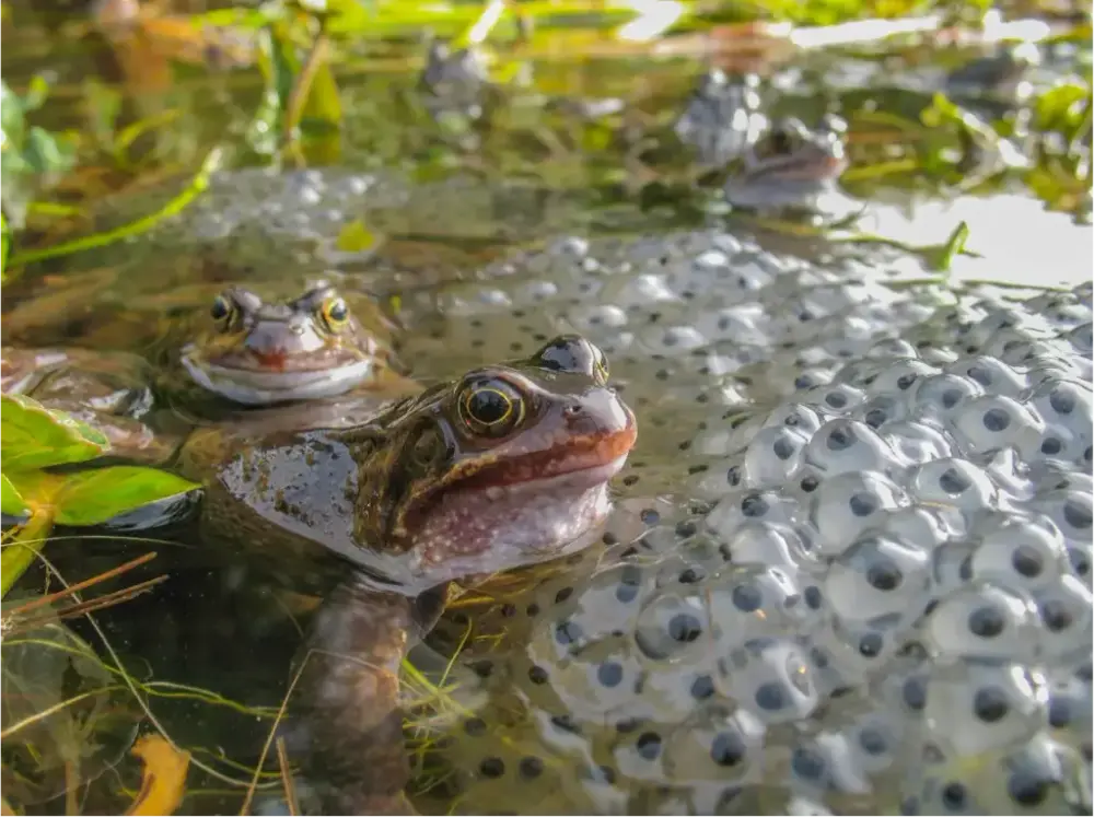 Foto av to frosker som ligger i vann sammen med eggene de har lagt der