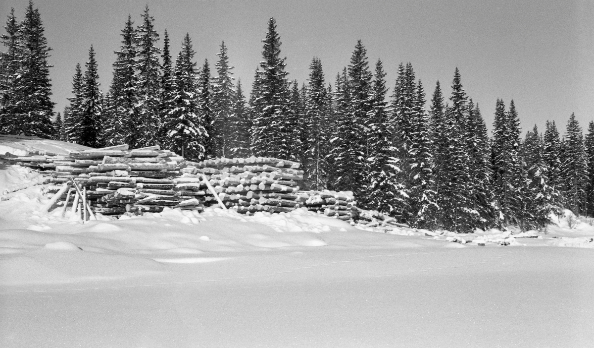 Tømmertillegging på snøen. Stor skog i bakgrunnen.