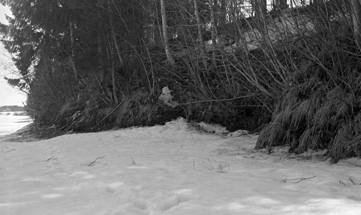 Vegetasjon i elvekråningen mellom Korsmoenga og Oppstadåa i Sør-Odal, Hedmark. Fotografiet ble tatt i 1962, da Glomma fellesfløtingsforening planla å bygge såkalt «barkeplass» på dette stedet. En barkeplass var en oppsamlingsterminal for tømmer som ble hentet langs skogsbilvegene og skulle barkes før det kunne fløtes videre nedover langs Glommavasssdraget. Fellesfløtingsforeningen uttrykte interesse for denne lokaliteten alt tidlig i 1960-åra, men ettersom det prosjekterte terminalområdet bak den trebevokste elveskråningen var dyrket mark, møtte planen motstand fra jordbrukets organer. Det var først etter anke til Landbruksdepartementet at Glomma fellesfløtingsforening fikk aksept for å realisere planene om en slik terminalplass på Korsmo Forholdene ved stedet der Korsmoenga utislagsplass plass ble bygget. Et av kriteriene for at løyvet ble gitt var at fløtingsforeningen skulle styrke elveskråningen ved utislagspunktene, som ville bli trafikkert av tunge anleggsmaskiner med betydelige mengder tømmer i gripekloa.

Anlegget av slike terminalplasser må ses i sammenheng med den raske mekaniseringa som skjedde i skogbruket etter 2. verdenskrig. Det ble bygd veger i utmarka, slik at tømmeret kunne hentes der med lastebiler i stedet for å bli framkjørt til vassdrag med hest og slede. Samtidig var skogbrukets rasjonaliseringsekspertise opptatt av barkeprosessen, som på kalde vinterdager tok mye tid og var en fysisk påkjenning på skogsarbeiderne. Løsningen ble å hente tømmeret med lastebiler og barke det ved hjelp av motoriserte ringbarkemaskiner på terminalplasser, som den som var planlagt på Korsmoenga.