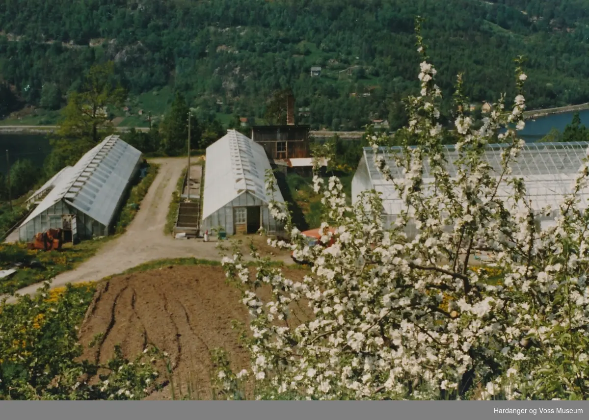 Landskapsbilete, veksthus, frukttre i blom