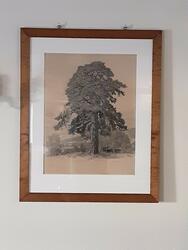 Kjempefuruen i Løkendalen, Veldre [Radering]