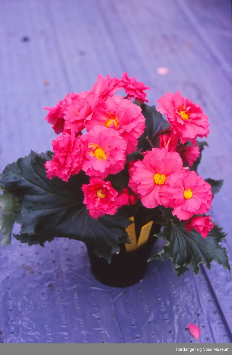 Blomst, begonia