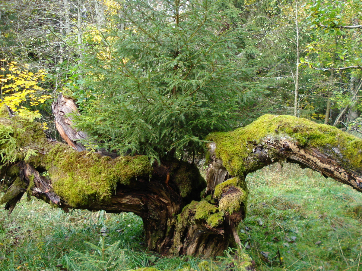"Äpple från Hedsmora" är insamlat 2007 från torpet Hedsmora, Riddarhyttan i Skinnskattebergs socken i och med den torp- och kulturväxtinventering som gjordes 2005. Insamlingen till museet skedde dels för att få historiskt växtmaterial och dels för att få en chans att sortbestämma de fruktträd som fanns vid torpen vid sekelskiftet 1800 - 1900. Vid inventeringen hittades äpple, humle, stormhatt, mästerrot, träjon och lönn.  Äppelträdet stod mitt på området framför grunderna av bostadshuset och ladugården, som ett vårdträd. Sedan inventeringen har området runt husgrunderna kalhuggits och äppelträdet är dött. Mer om inventeringen går att läsa i rapporten ”Riddarhyttan – en plats för vila och ro?” Västmanlands läns museum, Kulturmiljöavdelningen rapport A 2005:A56.

Äppelträdet finns idag planterat i fruktträdgården vid soldattorpet på museet. Äpplet är en frösådd enligt sortbestämning 2020 och 2022.