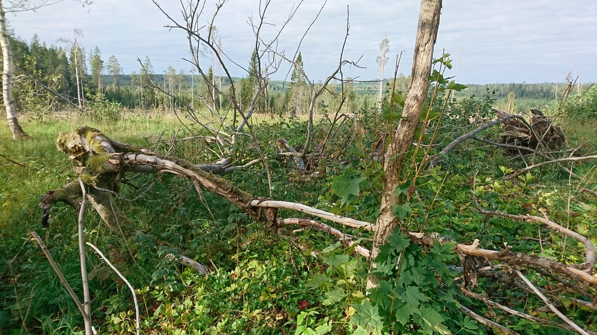 "Äpple från Hedsmora" är insamlat 2007 från torpet Hedsmora, Riddarhyttan i Skinnskattebergs socken i och med den torp- och kulturväxtinventering som gjordes 2005. Insamlingen till museet skedde dels för att få historiskt växtmaterial och dels för att få en chans att sortbestämma de fruktträd som fanns vid torpen vid sekelskiftet 1800 - 1900. Vid inventeringen hittades äpple, humle, stormhatt, mästerrot, träjon och lönn.  Äppelträdet stod mitt på området framför grunderna av bostadshuset och ladugården, som ett vårdträd. Sedan inventeringen har området runt husgrunderna kalhuggits och äppelträdet är dött. Mer om inventeringen går att läsa i rapporten ”Riddarhyttan – en plats för vila och ro?” Västmanlands läns museum, Kulturmiljöavdelningen rapport A 2005:A56.

Äppelträdet finns idag planterat i fruktträdgården vid soldattorpet på museet. Äpplet är en frösådd enligt sortbestämning 2020 och 2022.