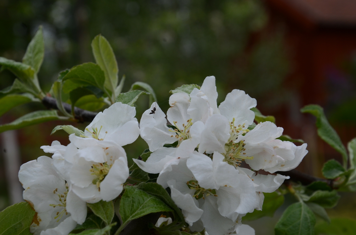 "Äpple från Skerike" samlades in 2006 från Kommunistergården i Skerike utanför Västerås. Givaren berättar att en farbror till nuvarande bonde planterade `Alexander´, `Oranie´, en sort som liknar `Röd Gravensteiner´ men troligen är `Mme Palm´ eller `Drakenberg´, samt `Hedenlunda´. Äpplet mognar i september, är en bordsfrukt och växer tämligen svagt. Äpplet är tidigare sortbestämt till `Hedenlunda´. 2025 sortbestämdes det slutligen till frösådd av flera pomologer. Äpplet växer idag i fruktträdgården vid soldattorpet på museet. 