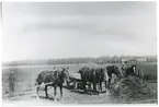 Västerfärnebo sn, Sala kn, Holstensbo.
Boda gård. Höbärgning. 1934.