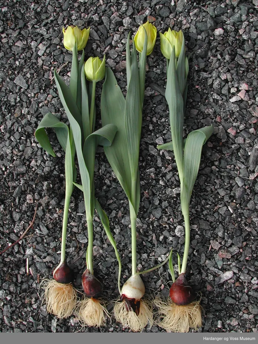 Veksthus, tulipaner