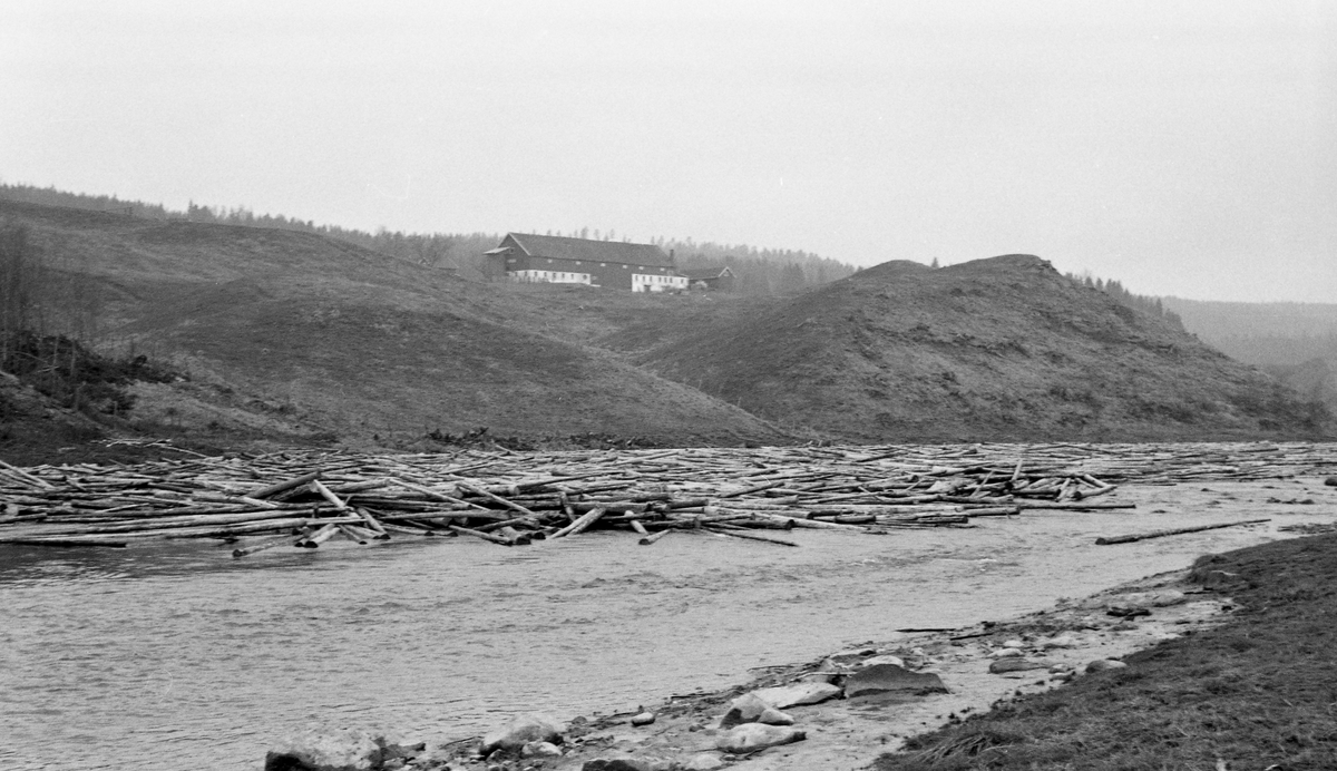 Parti av Nitelva ved Årås i Nittedal i en tidlig fase av fløtingssesongen 1960. Fotografiet viser ei elv med forholdsvis lav vannstand.  Fotografiet er tatt på skrå over elva.  På motsatt side er det øyensynlig grunt, slik at en god del tømmer har satt seg fast.  Bildeteksten tyder på at dette er et problem som opphører når vannspeilet i Øyeren heves av vårflommen.  I bakgrunnen et bakkete, grasbevokst landskap og et gardstun med en dominerende driftsbygning av 1900-tallstype, muligens eiendommen Årås, gnr. 43. 