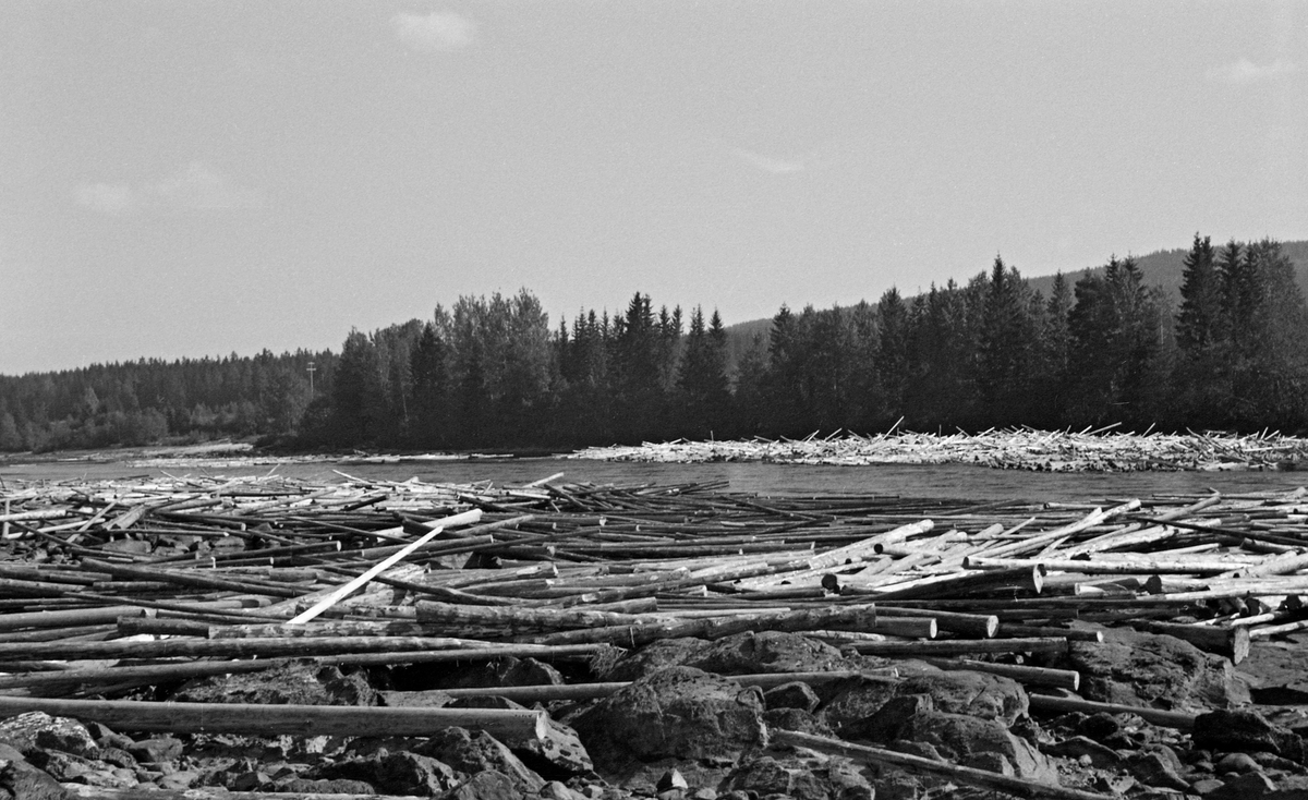 Tømmerhauger ovenfor Kvislerholmen i Glomma under tørkesommeren 1959. Sør-Odal, Hedmark.