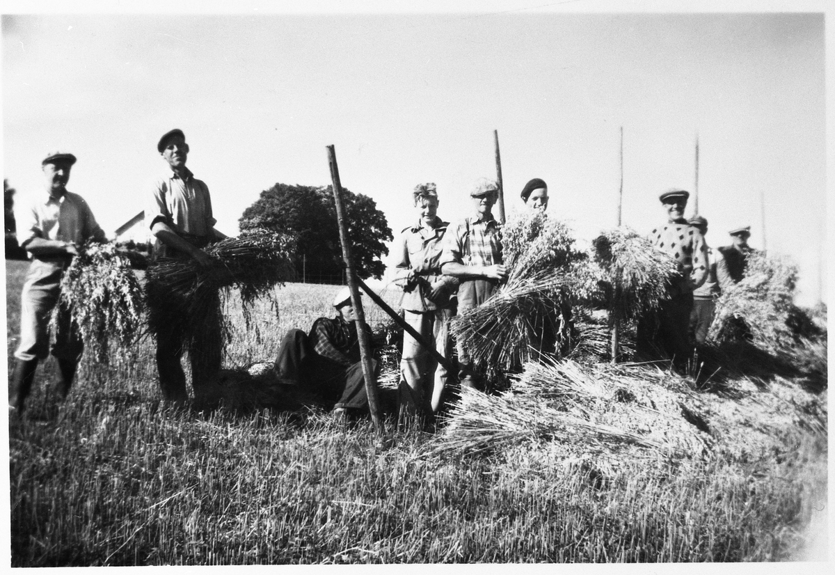 Skuronn på gården Lie, Østre Toten, ca. 1954. Det foregår hesjing av havrelo. Personene er fra venstre: Nils Sæther, Gunnar Olsrud, Johannes Holland, Liv Glemmestad, Oskar Tangen, Per Lie (bak, med alpelue, delvis skjult), Nils Slaatsveen, Tor Heksum, Torbjørn Evensen.
Vi ser enden av hesja som er støttet opp med en skråstaur som var festet med ståltråd. For å hindre at ytterste stokken på hesja løftet seg pga. trykket, satte man på skråstaur. I forgrunnen ser vi kornband. Noen bar disse bort til hesja, og andre la de opp på hesja. Hesja består av staur med ståltråde imellom.