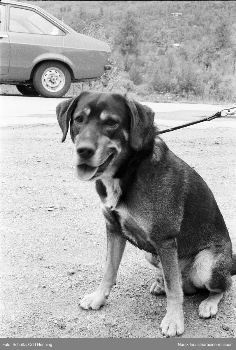 Hunden Truls i bånd, sannsynligvis under Hydromarsjen 1984.