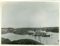 Vårsildfisket i 1890-årene. Søndre innseiling Ydstebøhavn