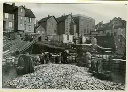 Sildesallting, vårsildfisket. 1890-årene. Haugesund?