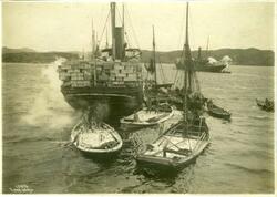 Ombordlasting av sild. "Carlotta" av Haugesund. Wilse nr 129