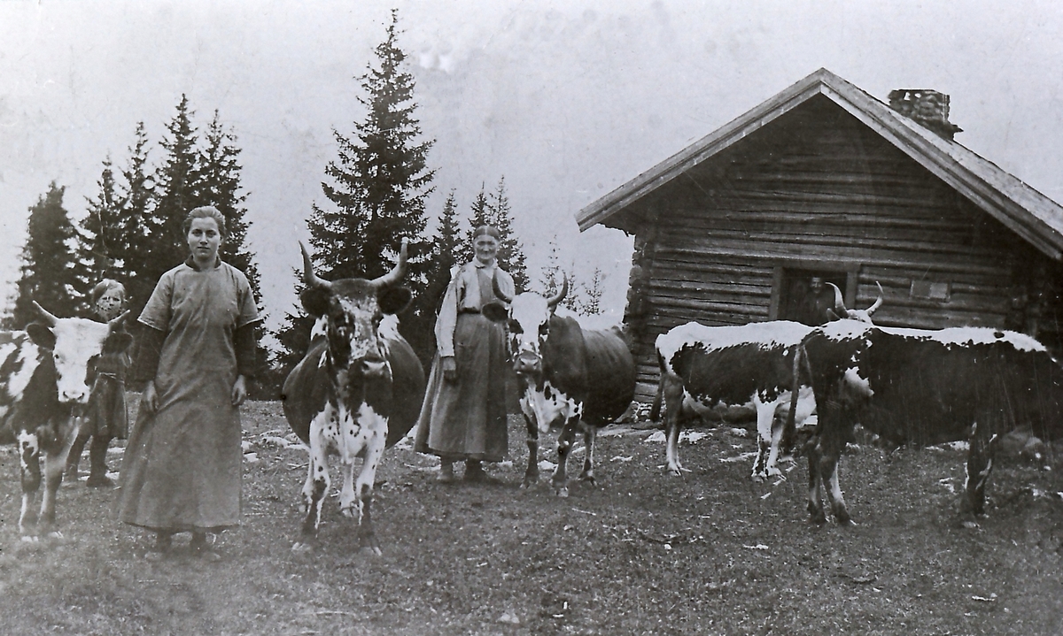 Seterhus, 4 Telemarkskuer på setervollen + 1 okse. 2 damer på setervollen og en småpike i seterdøra.  Jenta er Margrethe Lindtvedt, f.1906, gift Landsverk. Damen til venstre er Anne Torstuen, 2. kone til Johannes Lindtvedt og mor til Margrethe Landsværk. Damen til høyre er Ingeborg Torstuen, mor til Anne og bestemor til Margrethe Landsværk.  Mannen i døra er eieren av setra, Johannes Lindtvedt og var i drift til 1950 da Margrethe Landsværk lå der. Nåværende eier er Magne Lindtvedt som er nevø av Margrethe Landsværk.