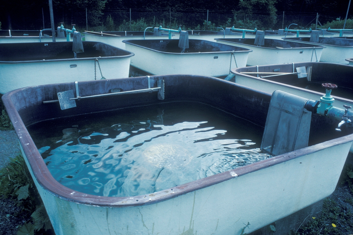 Reinsvoll, 1980 : Oppdrettskar med vann. Her ble fisken fôret opp til riktig størrelse.