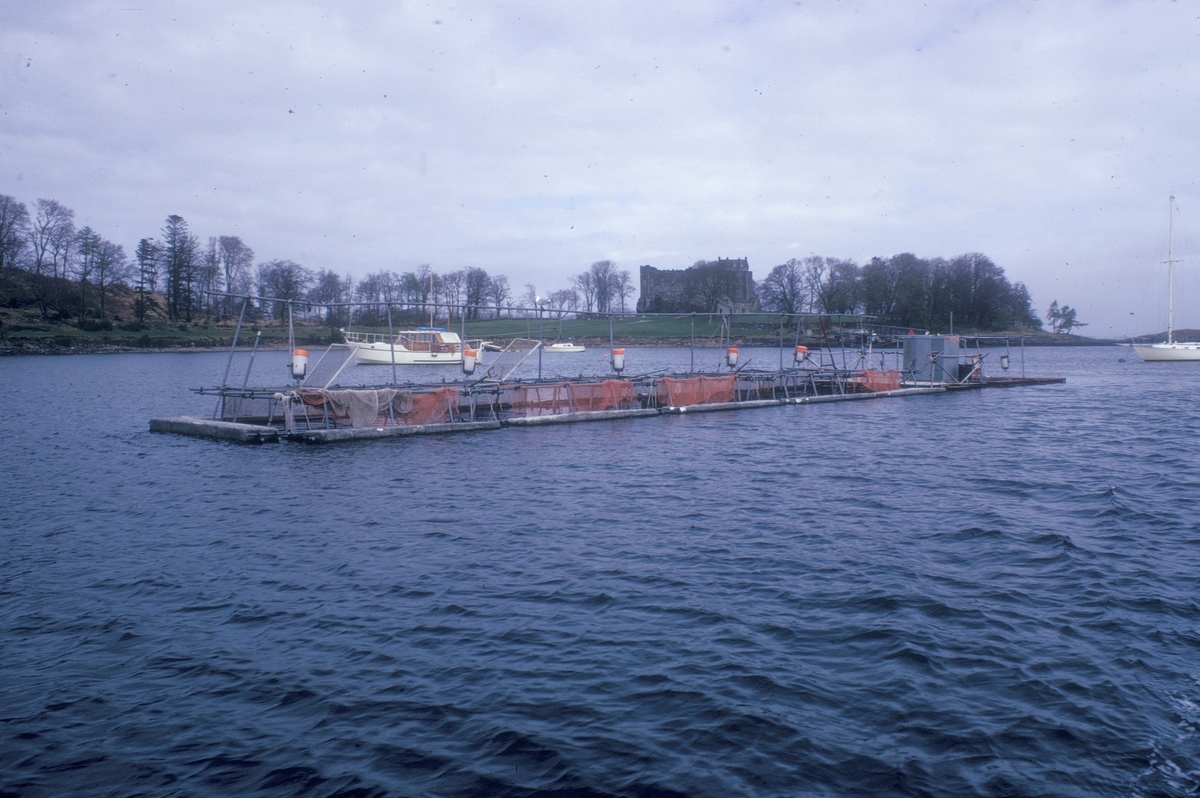 Skottland, 1975 : Flytende merdekonstruksjon i stål. Over burene henger fôrautomater.