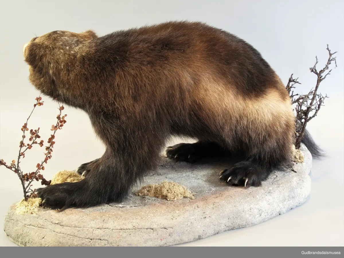 Jerv, rovpattedyr i mårfamilien. Glatt og tykk pels, mørkbrun til nesten svart. Tydelig bred gyllenbrun stripe fra skuldrene og bakover langs begge sider til overkanten av halen. Store, runde labber og hårete fotsåler; jerven er en såkalt sålegjenger godt tilpasset snørike landskapsområder. Korte tær med lange klør, som gjør den til en dyktig klatrer. Hodet er kort, avrundet, med små øyne og små, avrundede ører. Liten svartbrun, buskete hale.