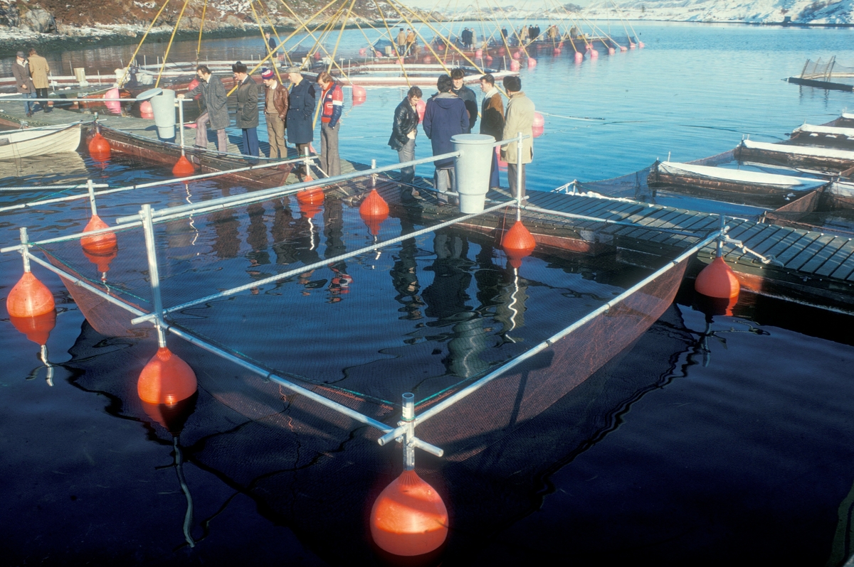 Averøy, 1979 : En gruppe mennesker står på en gangbane i sjøen og ser på forskjellige merder.