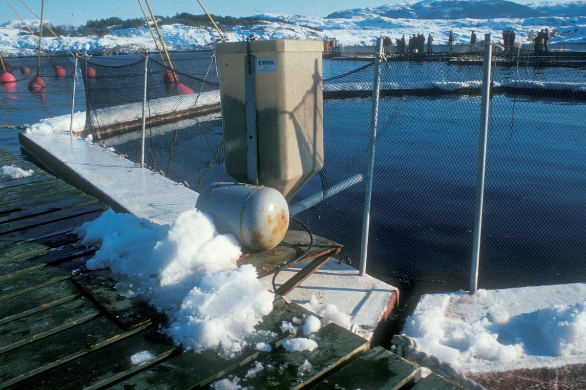 Averøy, 1979 : Fôrautomat drevet av trykkluft. I bakgrunnen; En gruppe mennesker på befaring.