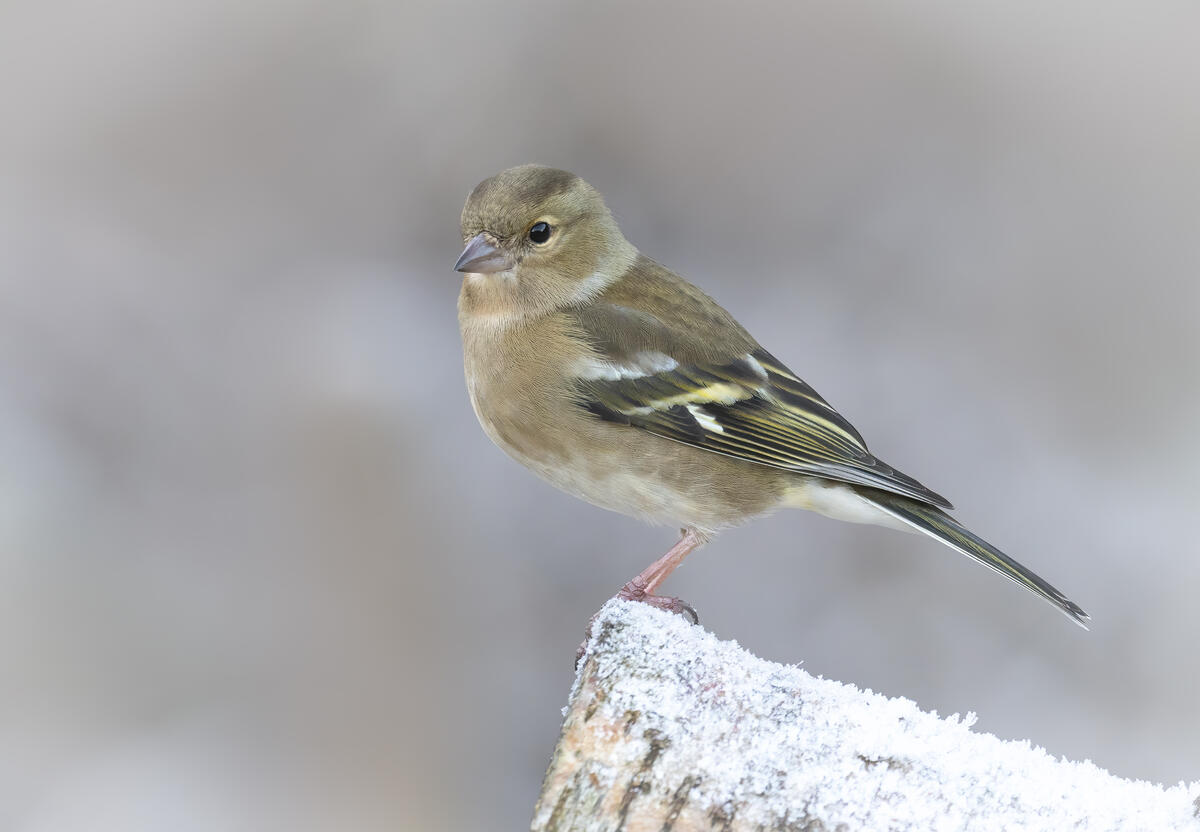 Foto av en bokfink hunnfugl som sitter på en snødekt stubbe