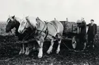 Potatisskörd på åkrarna vid Teleborgs slott. 1940-tal.
